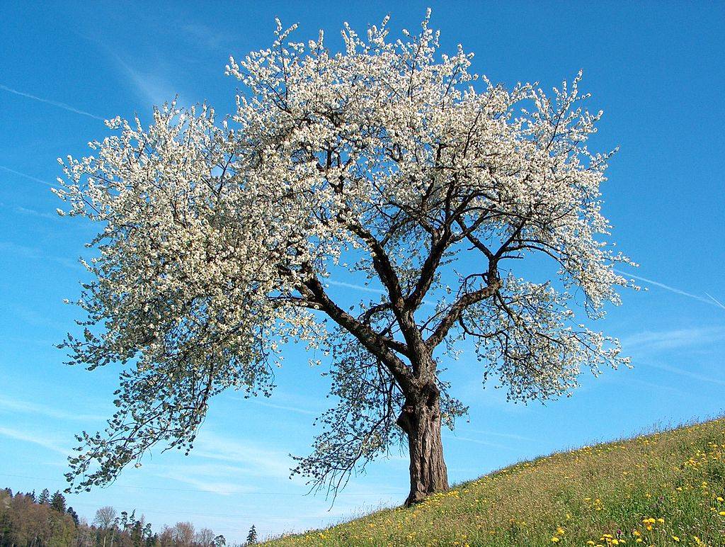 Et blomstrende kirsebærtre